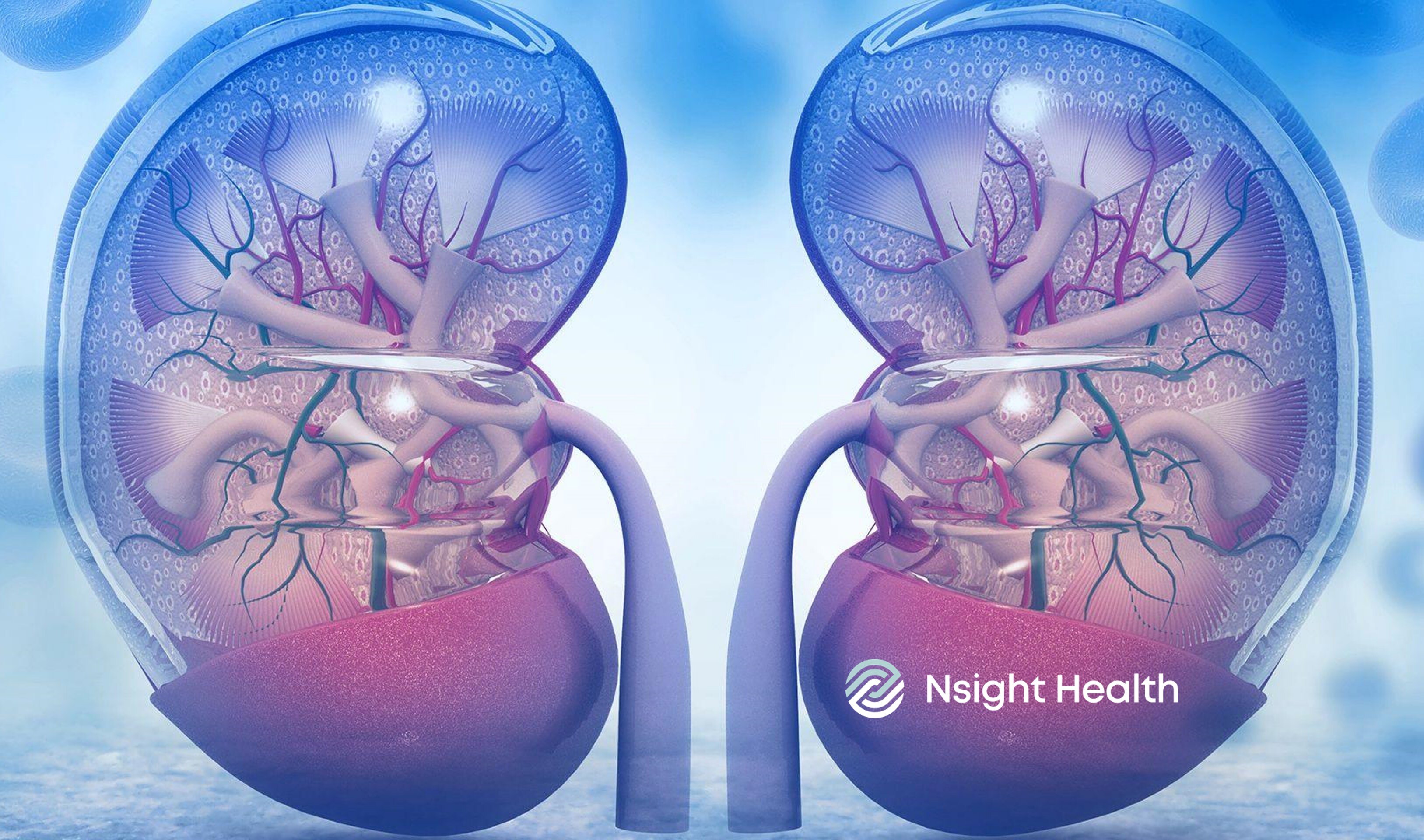 nephrology pic LP 